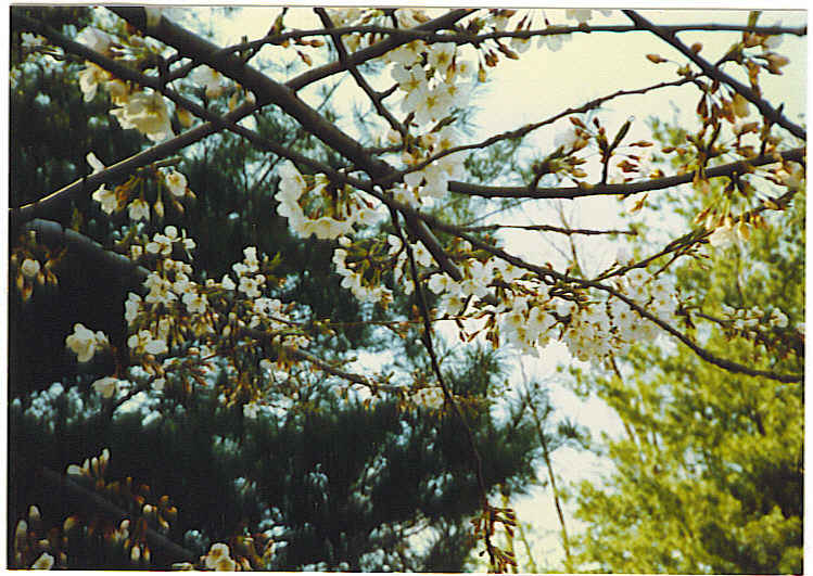 Spring blossoms, white