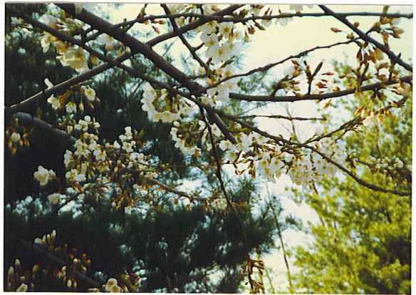 Spring blossoms, white