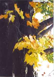 Light Through Leaves