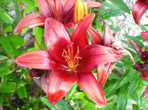 Pictures downloaded from my camera 2. 115