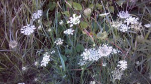 Queen Ann's Lace with Bindweed