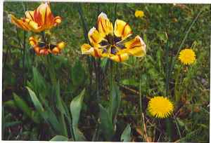 Spring flowers 2 for copy