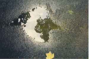 Tree, Leaf and Puddle
