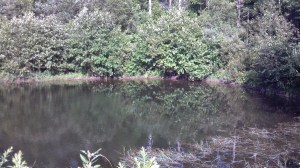 Diana's Pond Reflections