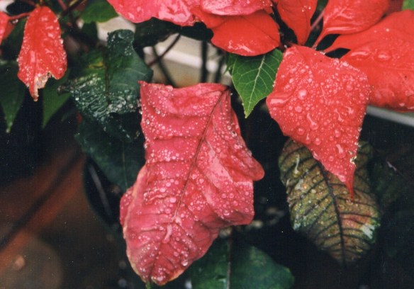 Poinsetta and water drops036