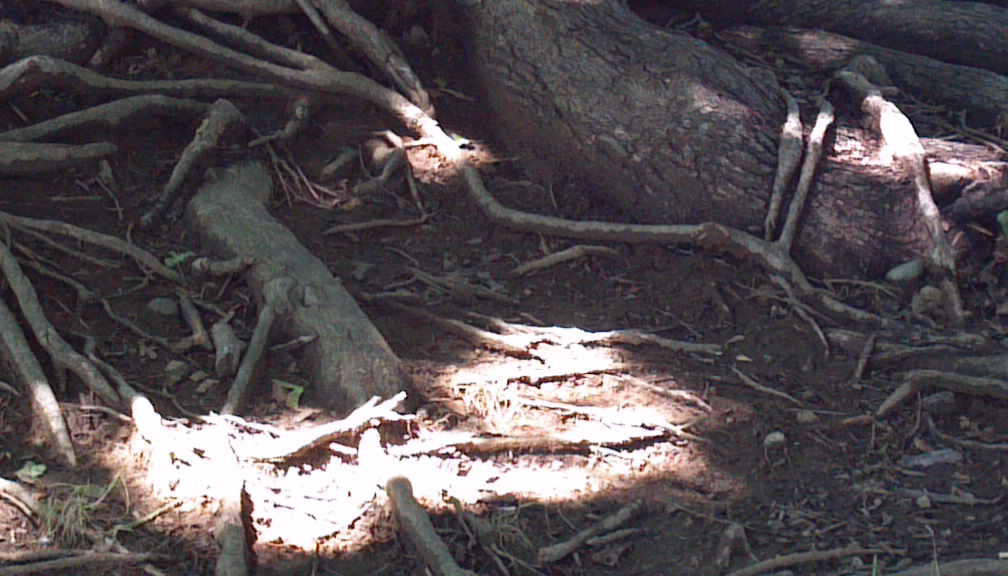 Nature's Art 1. 2012-06-