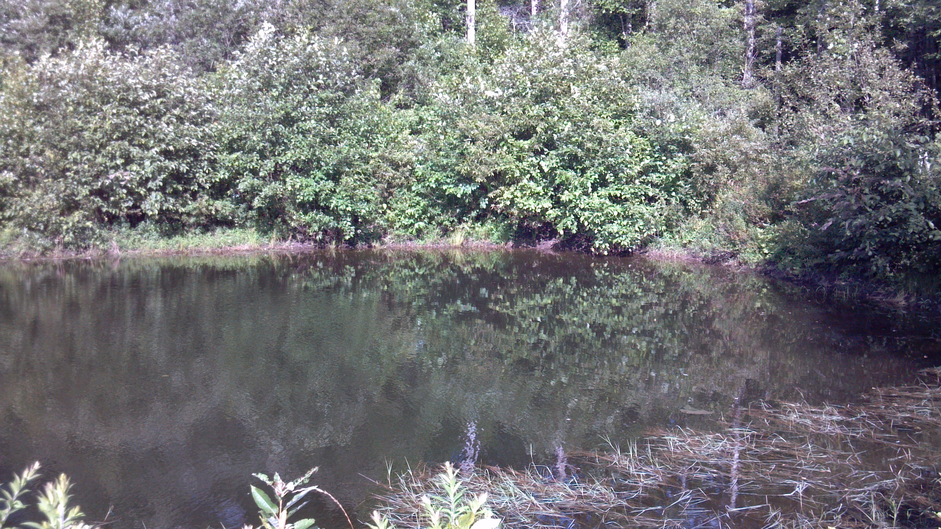 Diana's Pond Reflections