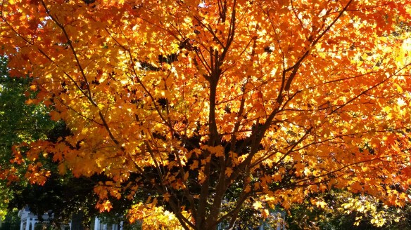 light-through-the-leaves-2