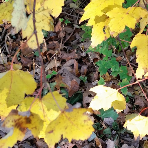 fall-leavew-and-light