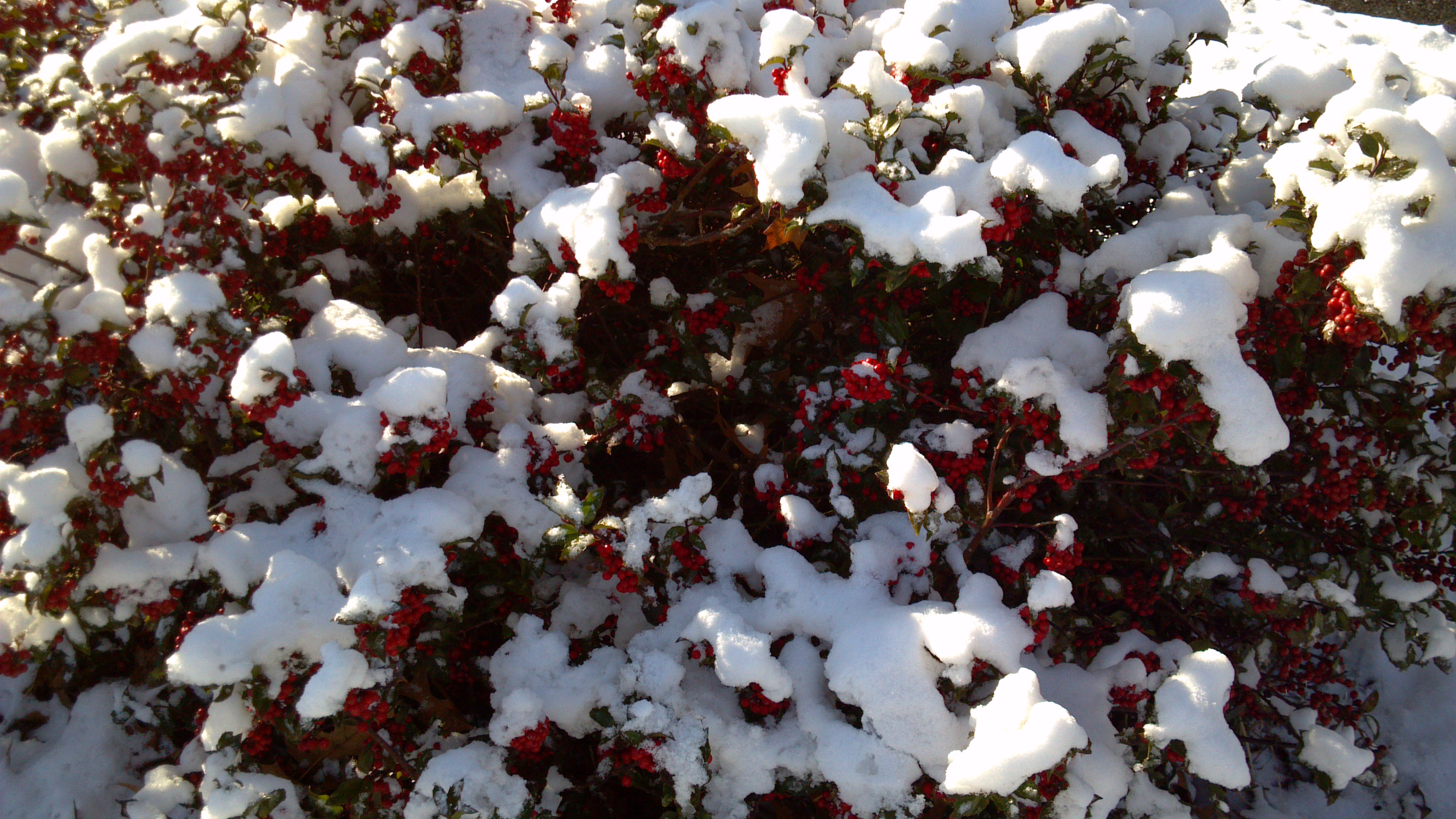 winter-red-and-green