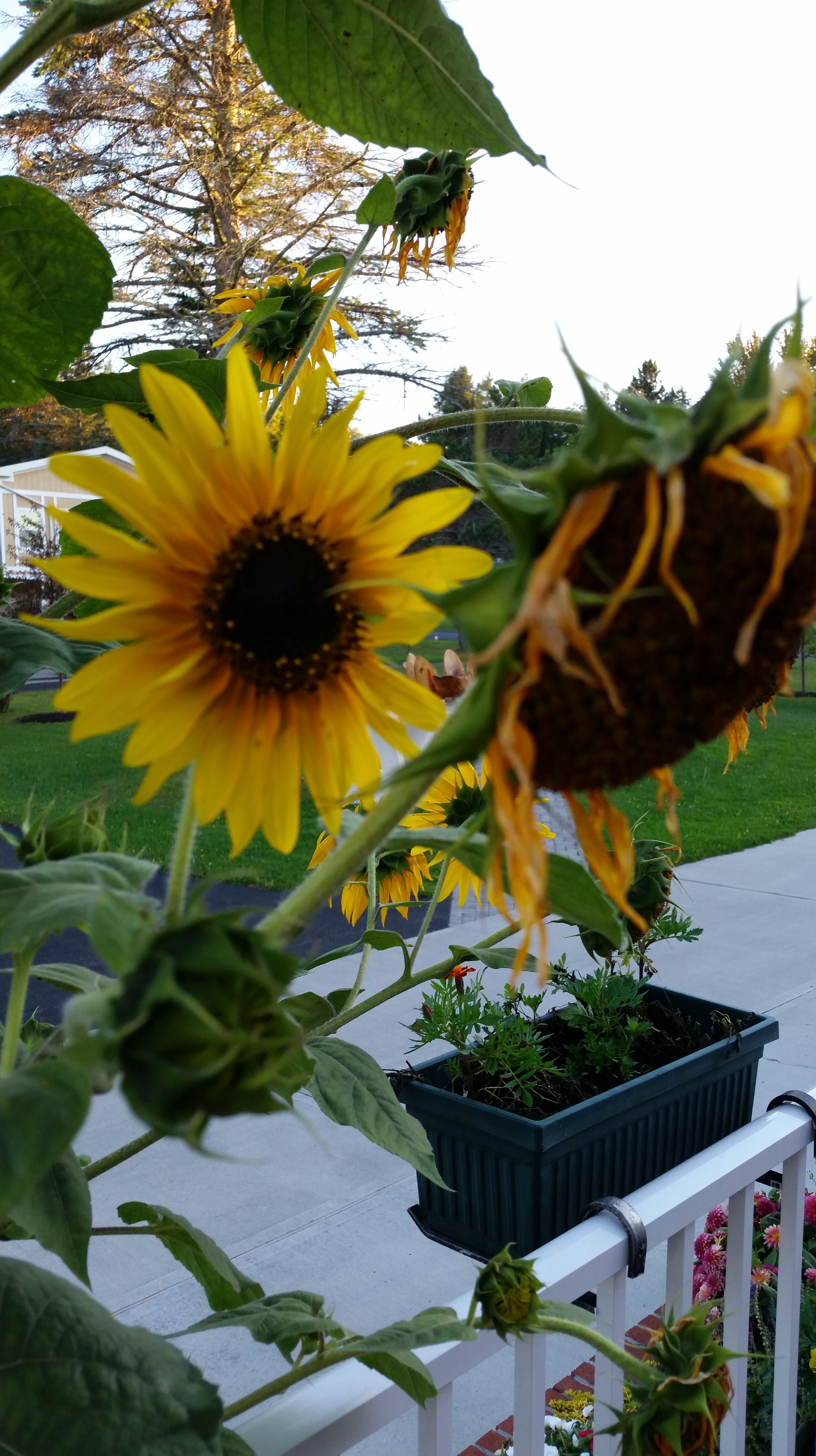 20150911_183519Peace Village Sunflfowers Past Present Future