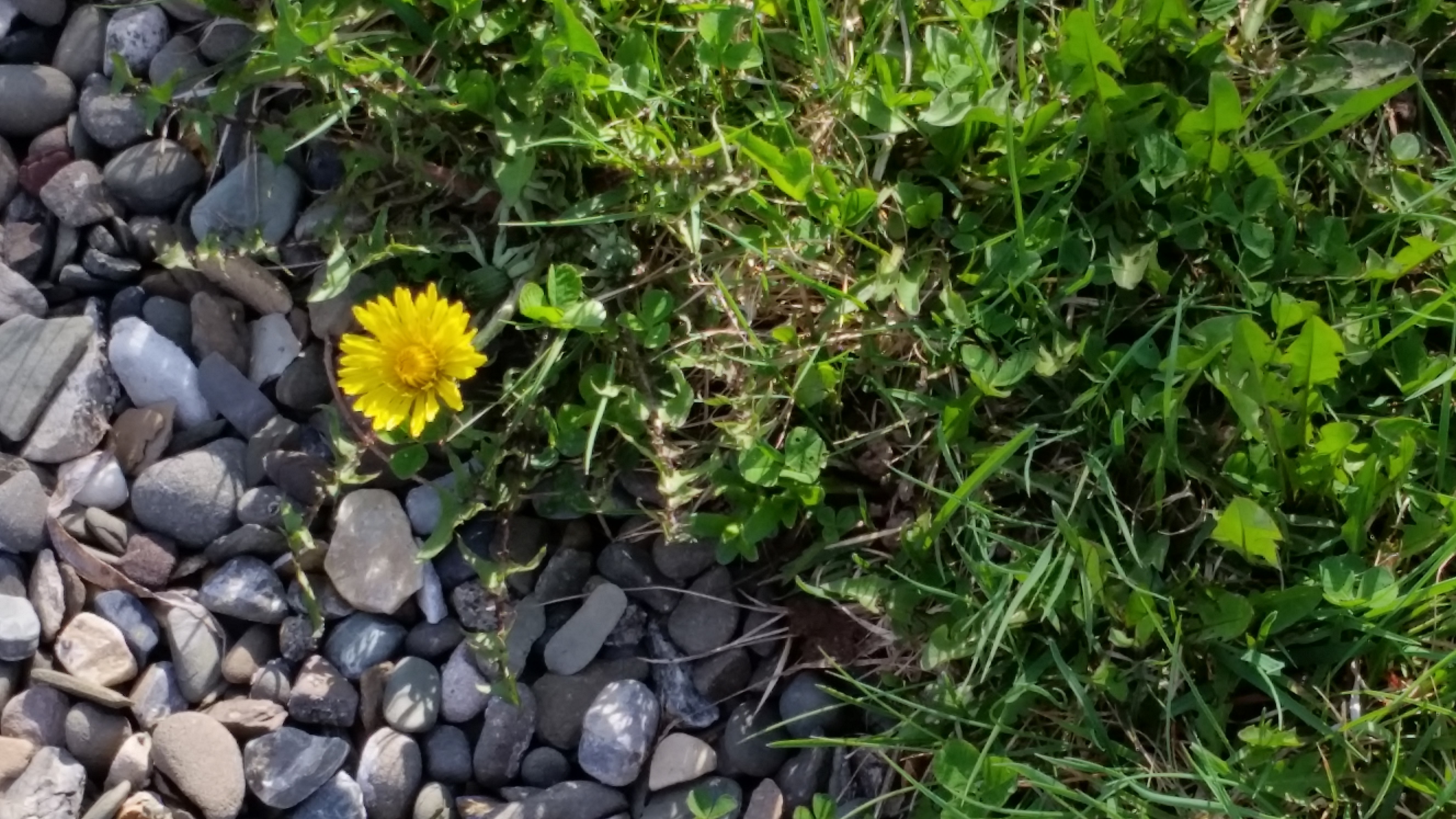 Dandelion and pebbles