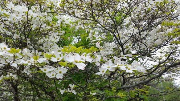 dogwood blssoms 2