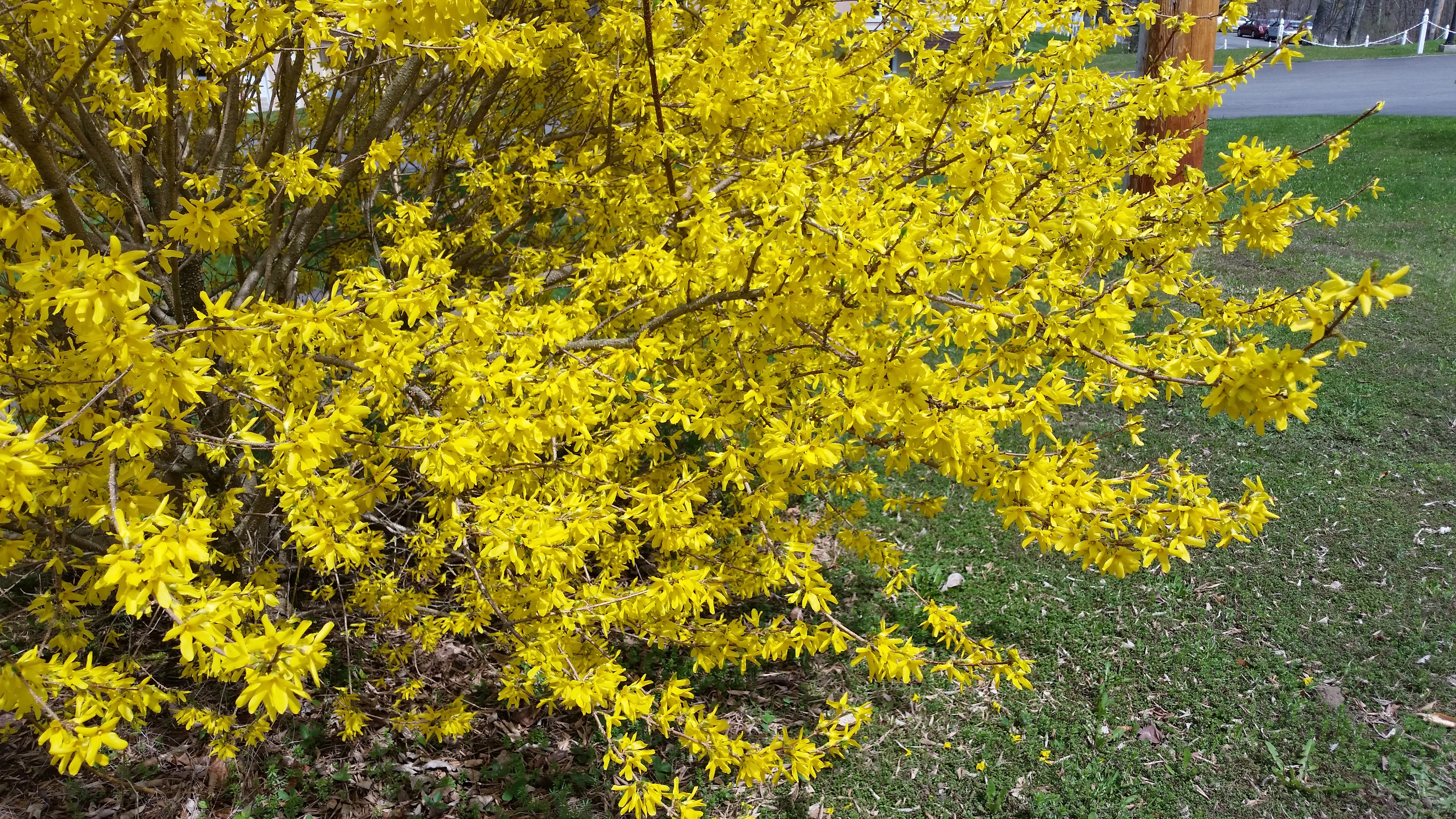 Peacae Village Forsythia 1