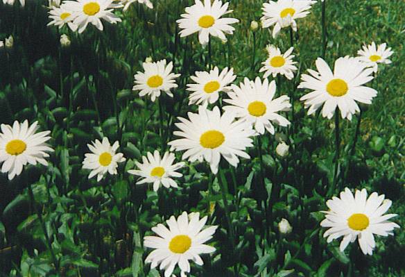 Daisies (shasta) Hi res