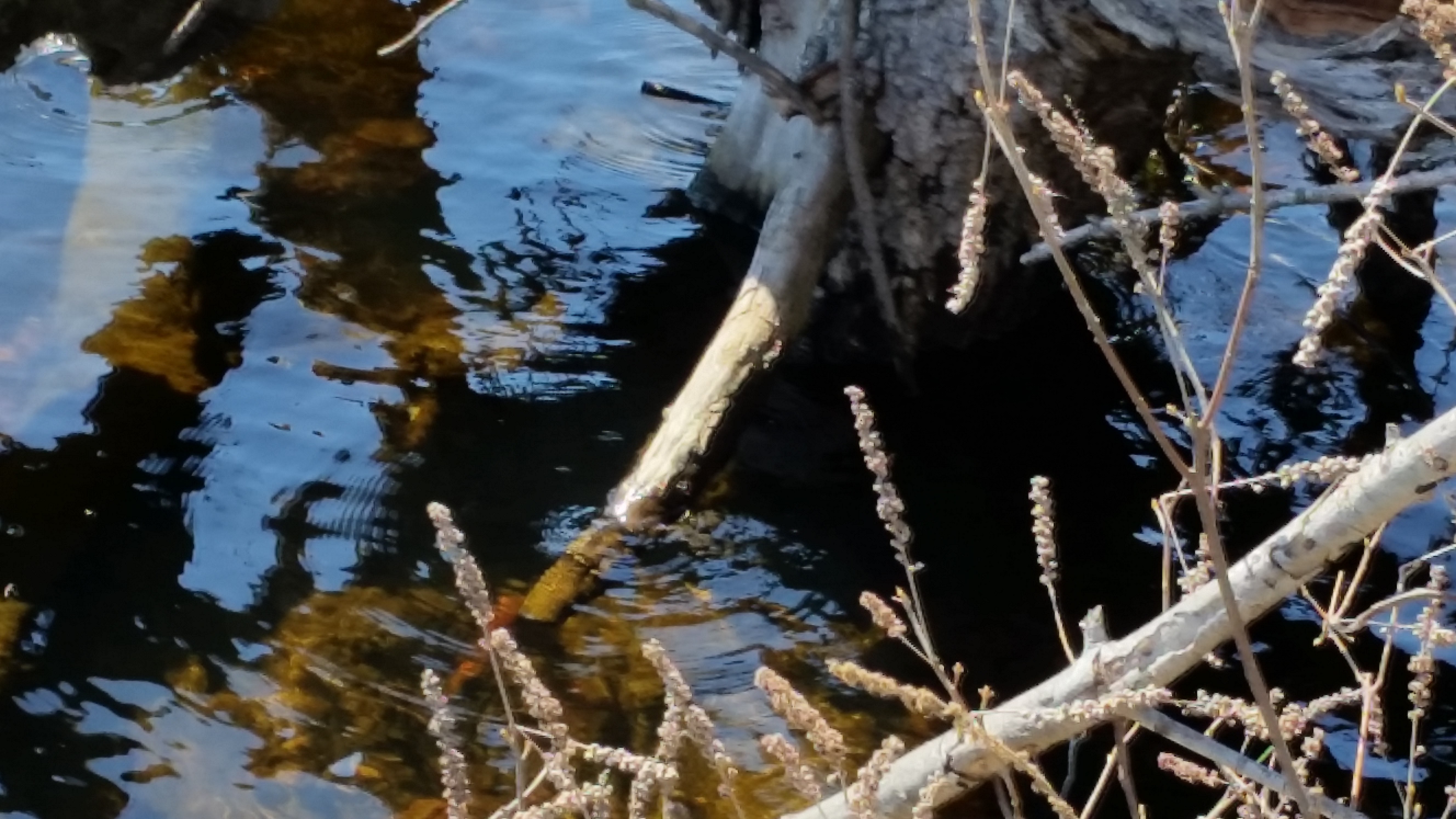 Dead Branches and reflections 2