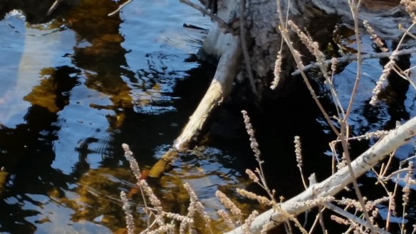 Dead Branches and reflections 2
