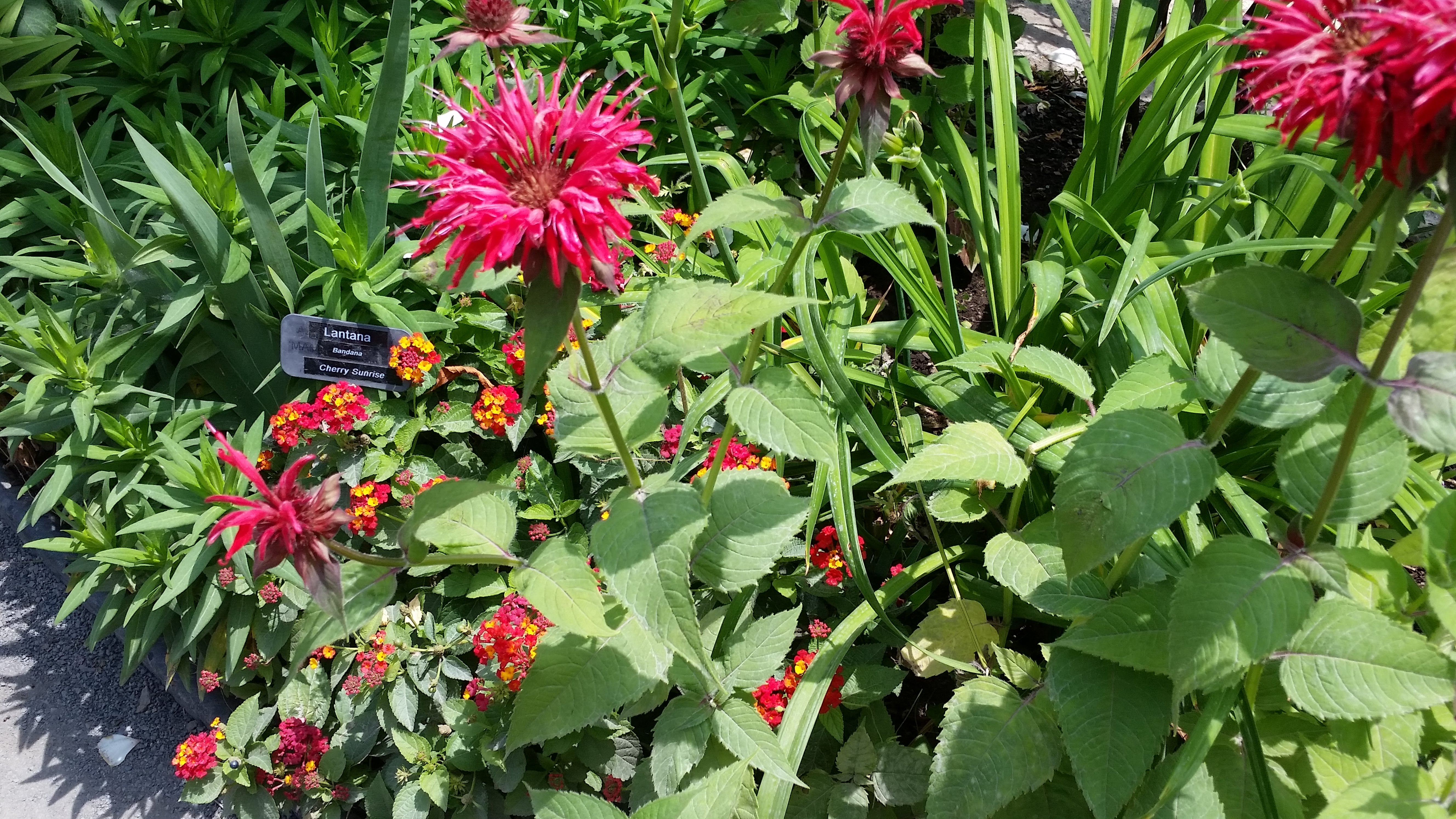 Bridge of flowers Bee Balm