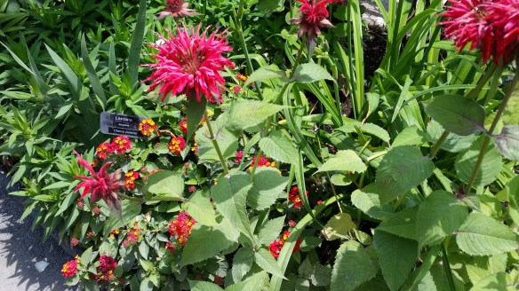 Bridge of flowers Bee Balm