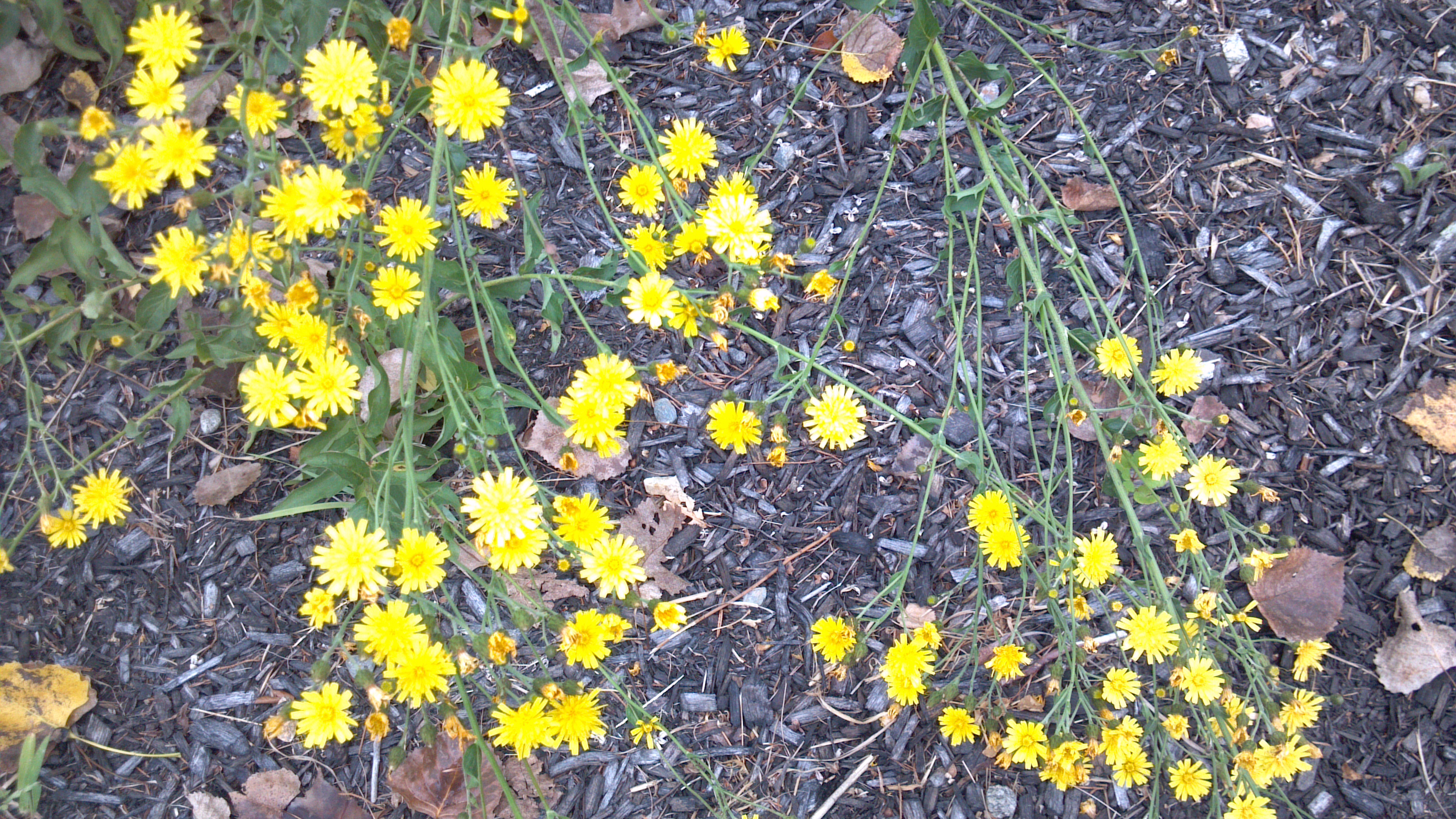 Fall Dandelions