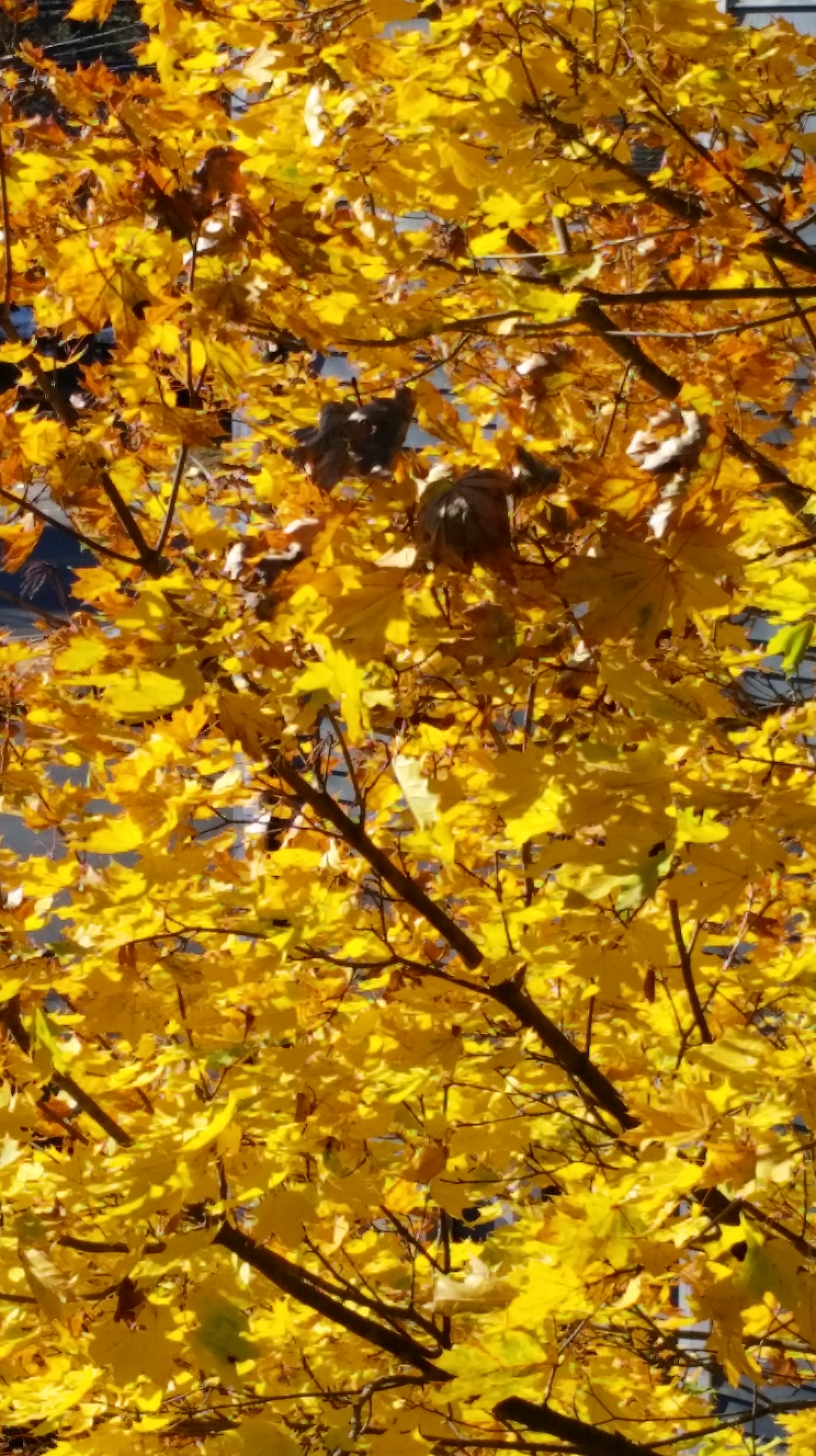 Fall Maple Gold 2