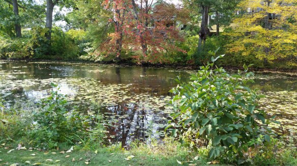 Fall Reflections 15 3