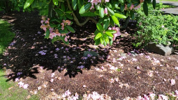 As above so below, pink flowers